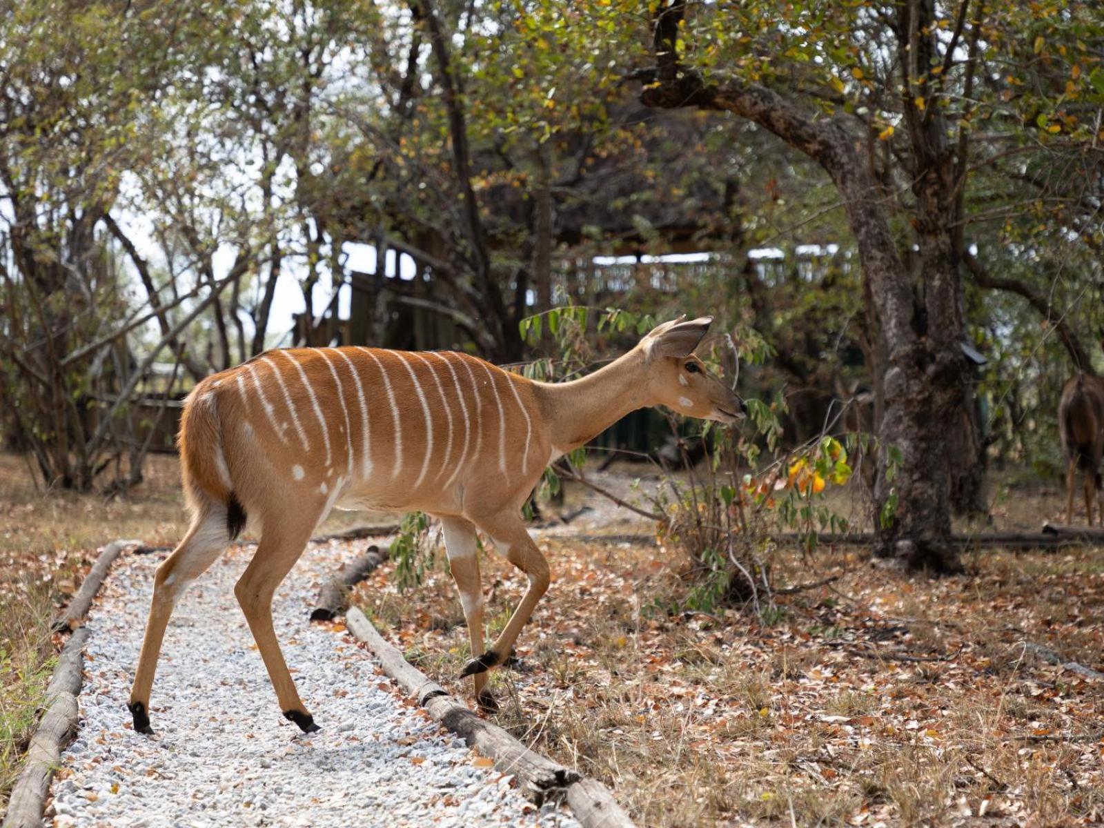 שמורת ת'ורניבוש Kwambili Game Lodge מראה חיצוני תמונה